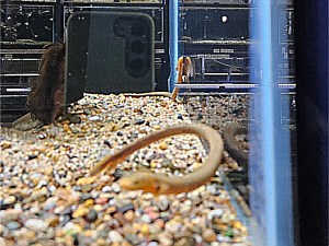 Rope Eel